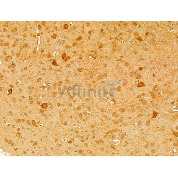 DNAJB14 Antibody - DF12198 at 1/100 staining Rat brain tissue by IHC-P.
