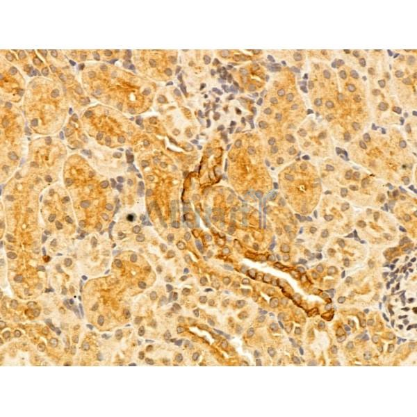 DNAJB14 Antibody - DF12198 at 1/100 staining Rat kidney tissue by IHC-P.