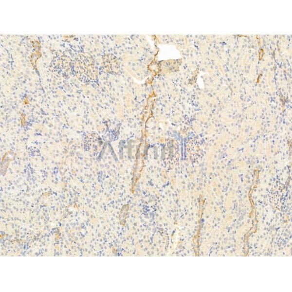 ERO1LB Antibody - DF12199 at 1/100 staining Rat kidney tissue by IHC-P.