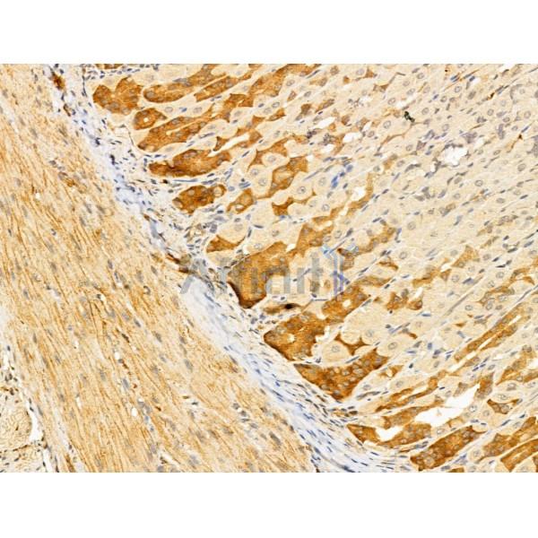 ERO1LB Antibody - DF12199 at 1/100 staining Mouse stomach tissue by IHC-P.