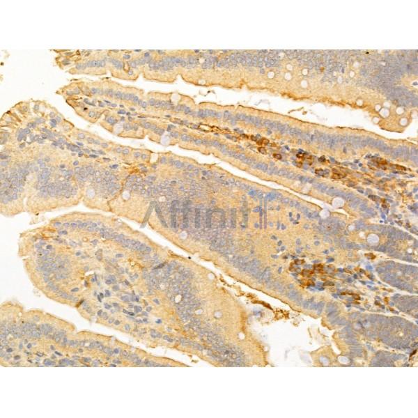 ERO1LB Antibody - DF12199 at 1/100 staining Mouse colon tissue by IHC-P.