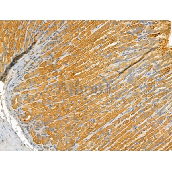 ETFB Antibody - DF12200 at 1/100 staining Mouse stomach tissue by IHC-P.