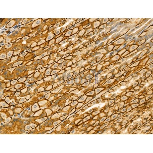 IFT52 Antibody - DF12206 at 1/100 staining Mouse stomach tissue by IHC-P.