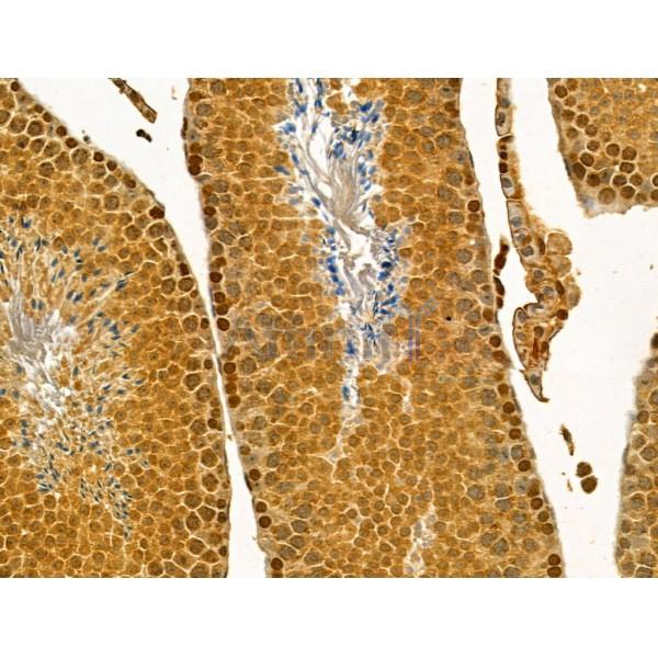 IPO4 Antibody - DF12207 at 1/100 staining Mouse testis tissue by IHC-P.