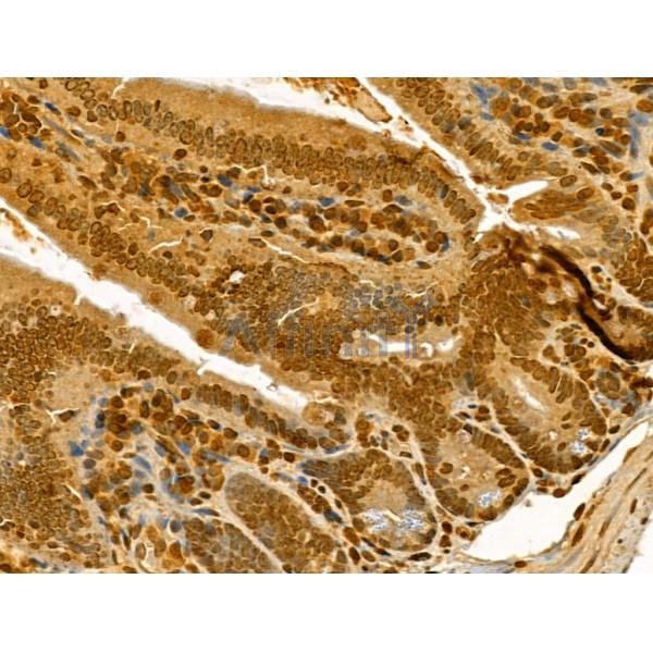 IPO4 Antibody - DF12207 at 1/100 staining Mouse colon tissue by IHC-P.