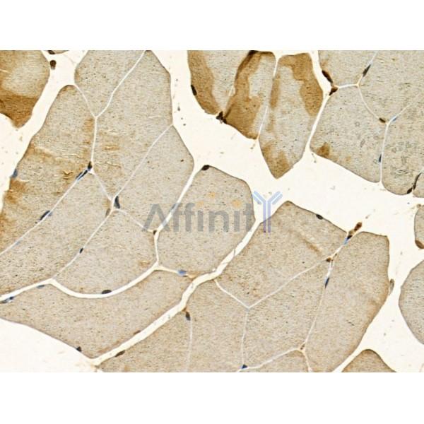 IPO4 Antibody - DF12207 at 1/100 staining Mouse muscle tissue by IHC-P.