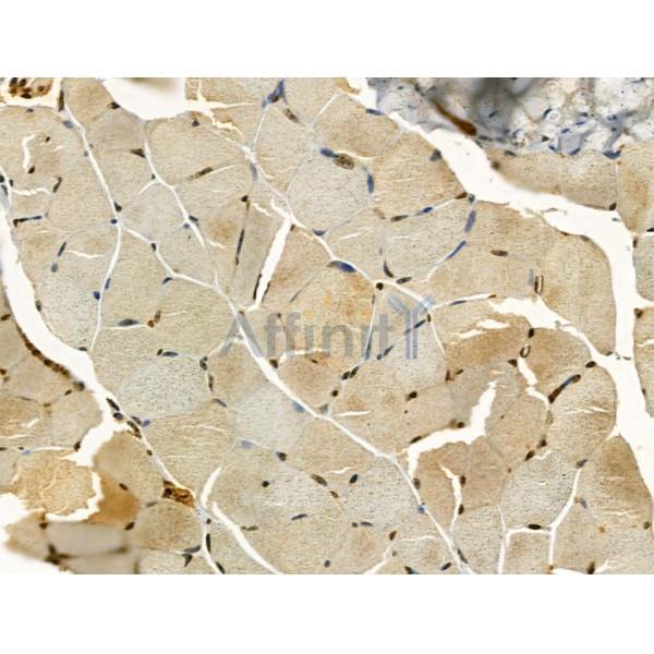 LARP7 Antibody - DF12208 at 1/100 staining Mouse muscle tissue by IHC-P.