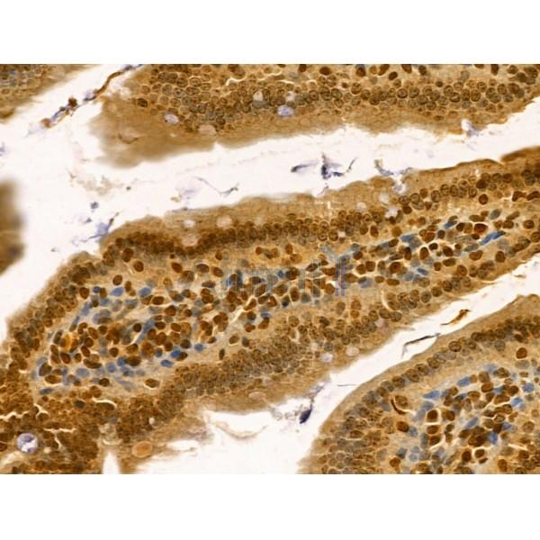 LARP7 Antibody - DF12208 at 1/100 staining Mouse colon tissue by IHC-P.