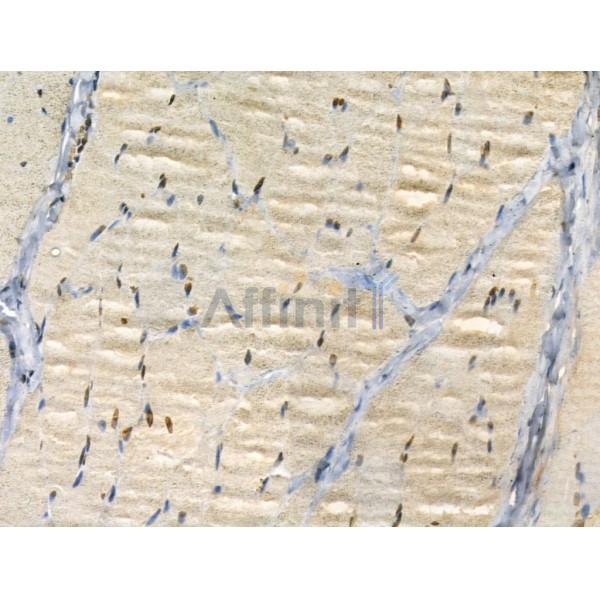 LARP7 Antibody - DF12208 at 1/100 staining Rat skin tissue by IHC-P.