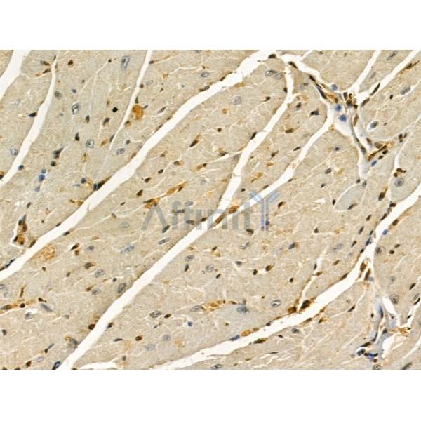 LARP7 Antibody - DF12208 at 1/100 staining Mouse heart tissue by IHC-P.