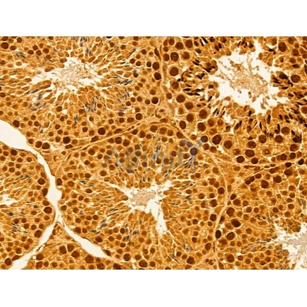 MMS19 Antibody - DF12212 at 1/100 staining Mouse testis tissue by IHC-P.