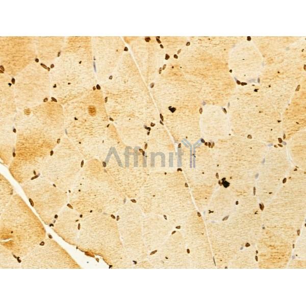 OTUD7B Antibody - DF12218 at 1/100 staining Rat muscle tissue by IHC-P.