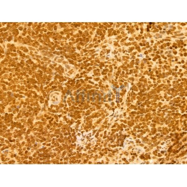 OTUD7B Antibody - DF12218 at 1/100 staining Rat spleen tissue by IHC-P.
