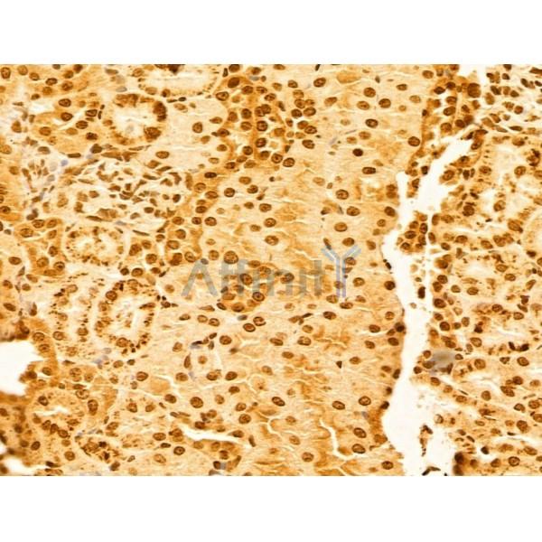 OTUD7B Antibody - DF12218 at 1/100 staining Rat kidney tissue by IHC-P.