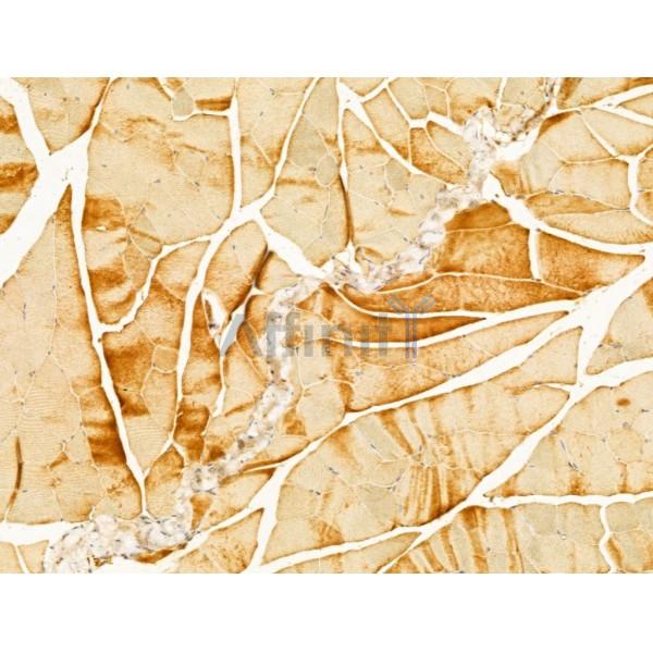 P4HA1 Antibody - DF12219 at 1/100 staining Mouse muscle tissue by IHC-P.