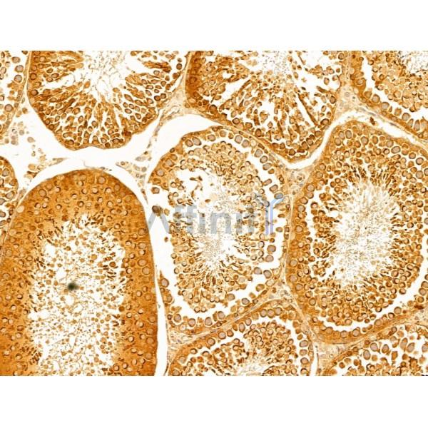 P4HA1 Antibody - DF12219 at 1/100 staining Rat testis tissue by IHC-P.
