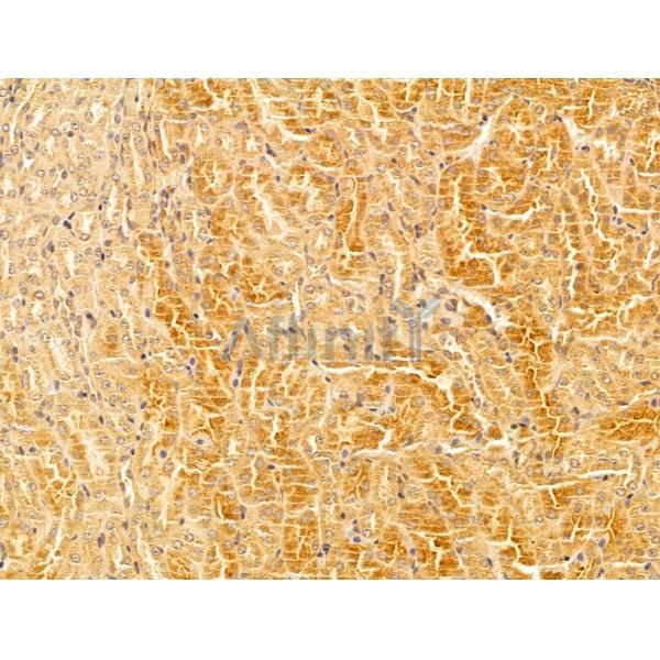WDR18 Antibody - DF12502 at 1/100 staining Mouse kidney tissue by IHC-P.