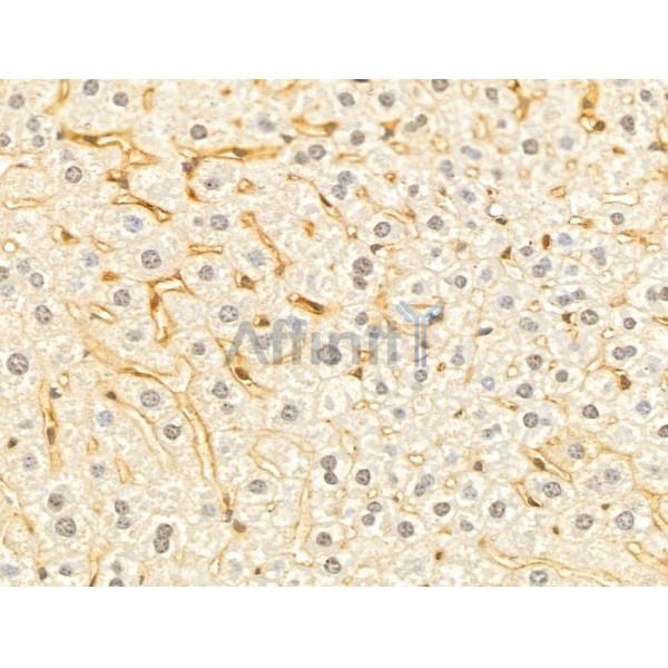 WSB1 Antibody - DF12505 at 1/100 staining Mouse liver tissue by IHC-P.