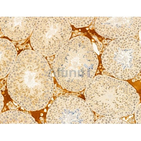WSB1 Antibody - DF12505 at 1/100 staining Mouse testis tissue by IHC-P.