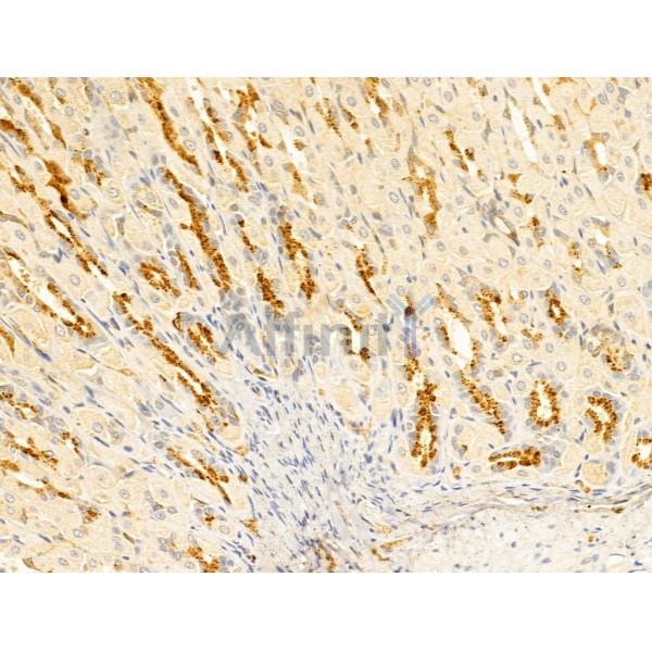 WWP1 Antibody - DF12506 at 1/100 staining Mouse stomach tissue by IHC-P.