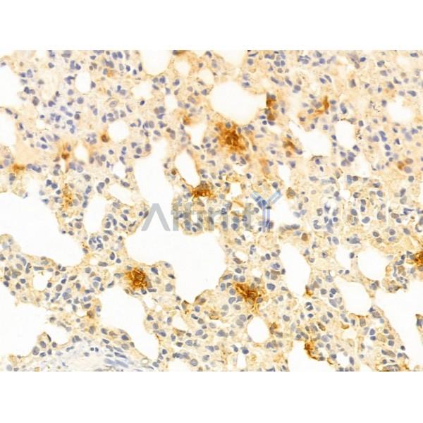 WWP1 Antibody - DF12506 at 1/100 staining Rat lung tissue by IHC-P.