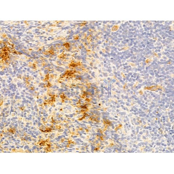 WWP1 Antibody - DF12506 at 1/100 staining Rat spleen tissue by IHC-P.