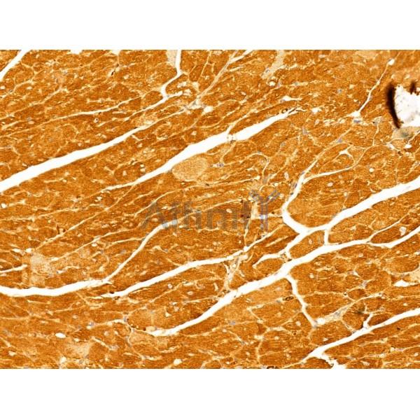 FAM92A1 Antibody - DF13000 at 1/100 staining Mouse heart tissue by IHC-P.