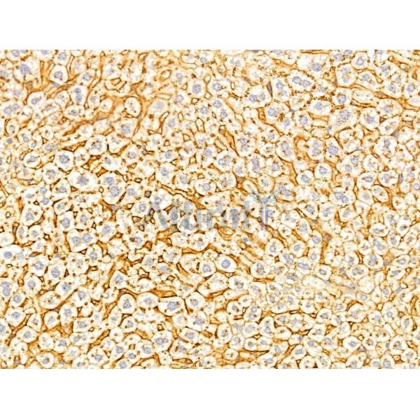 FAM92A1 Antibody - DF13000 at 1/100 staining Mouse liver tissue by IHC-P.
