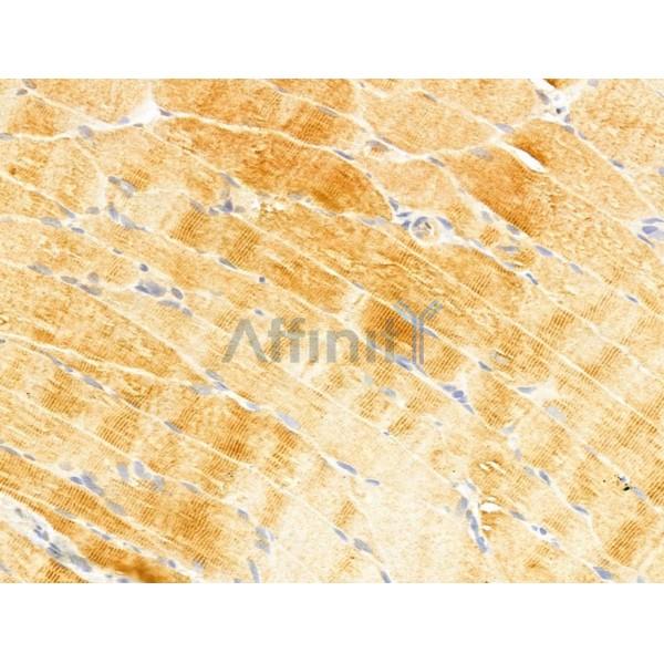 FAM92A1 Antibody - DF13000 at 1/100 staining Rat muscle tissue by IHC-P.