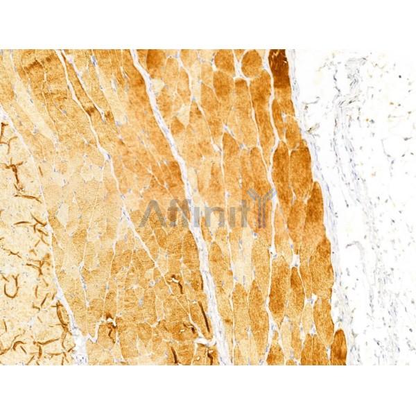 FAM92A1 Antibody - DF13000 at 1/100 staining Rat skin tissue by IHC-P.