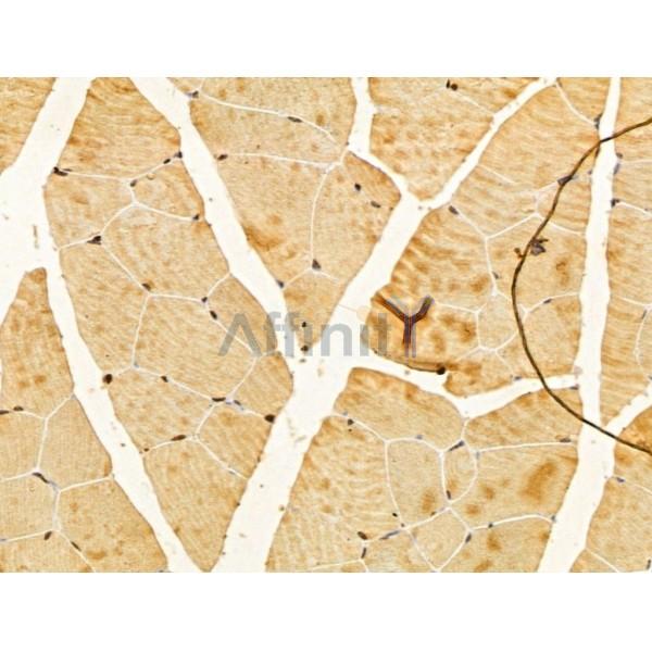 FBXL14 Antibody - DF13005 at 1/100 staining Mouse muscle tissue by IHC-P.