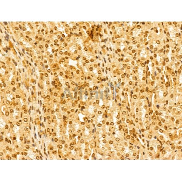 FBXL14 Antibody - DF13005 at 1/100 staining Mouse kidney tissue by IHC-P.