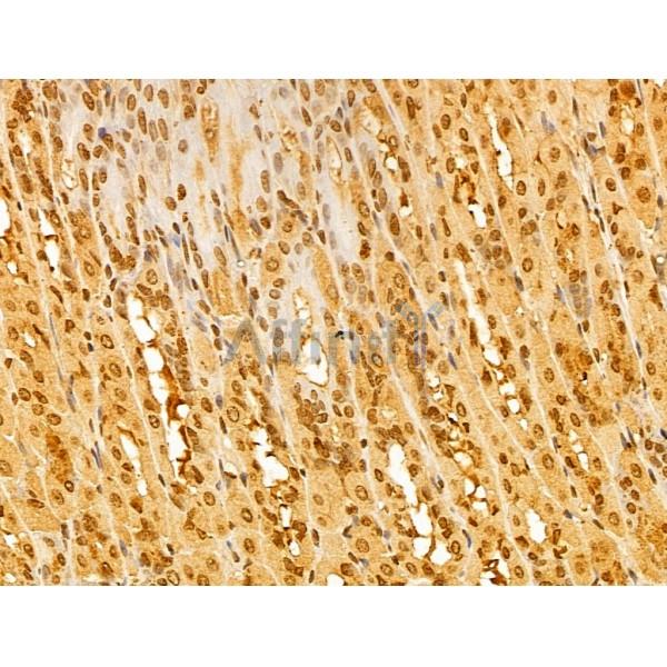 FBXL14 Antibody - DF13005 at 1/100 staining Mouse stomach tissue by IHC-P.