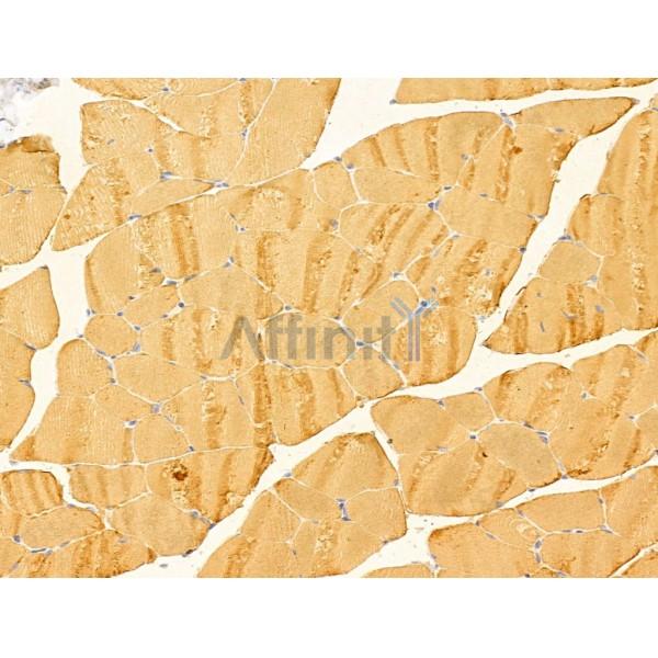 FBXO17 Antibody - DF13006 at 1/100 staining Mouse muscle tissue by IHC-P.