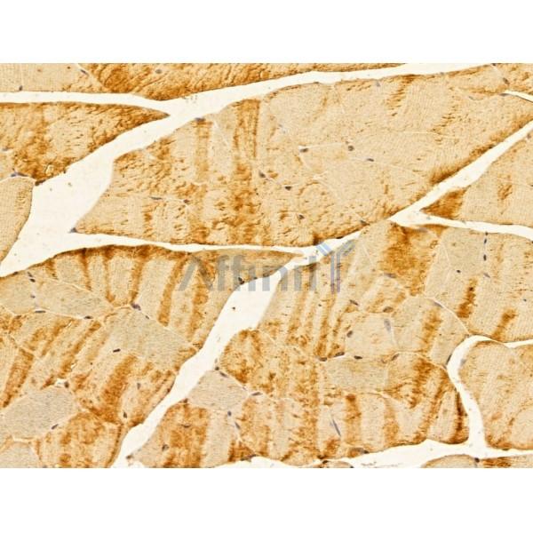 FERMT1 Antibody - DF13012 at 1/100 staining Mouse muscle tissue by IHC-P.
