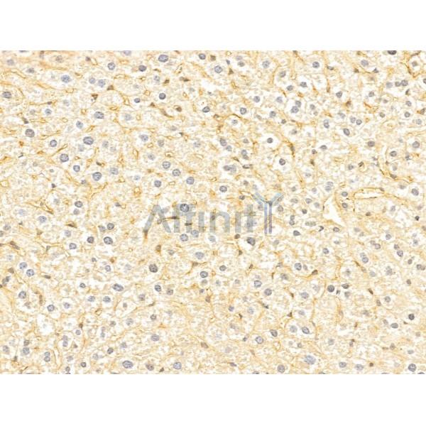 FGL1 Antibody - DF13014 at 1/100 staining Mouse liver tissue by IHC-P.