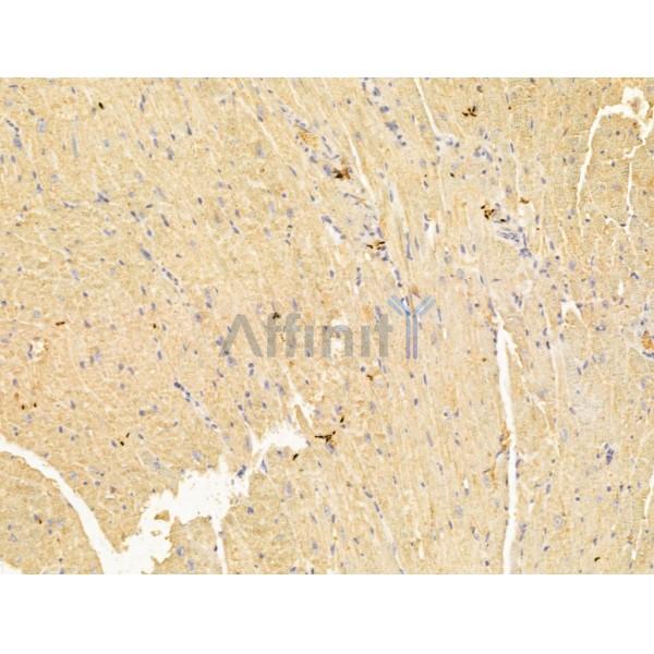 FKBP14 Antibody - DF13016 at 1/100 staining Mouse heart tissue by IHC-P.