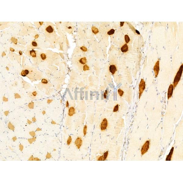 FOXRED1 Antibody - DF13021 at 1/100 staining Rat skin tissue by IHC-P.