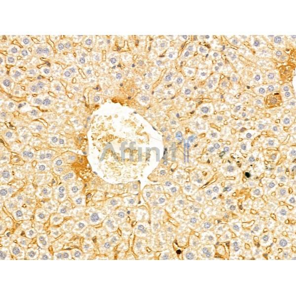 FOXRED1 Antibody - DF13021 at 1/100 staining Mouse liver tissue by IHC-P.