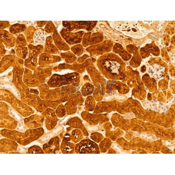 FTCD Antibody - DF13022 at 1/100 staining Mouse kidney tissue by IHC-P.