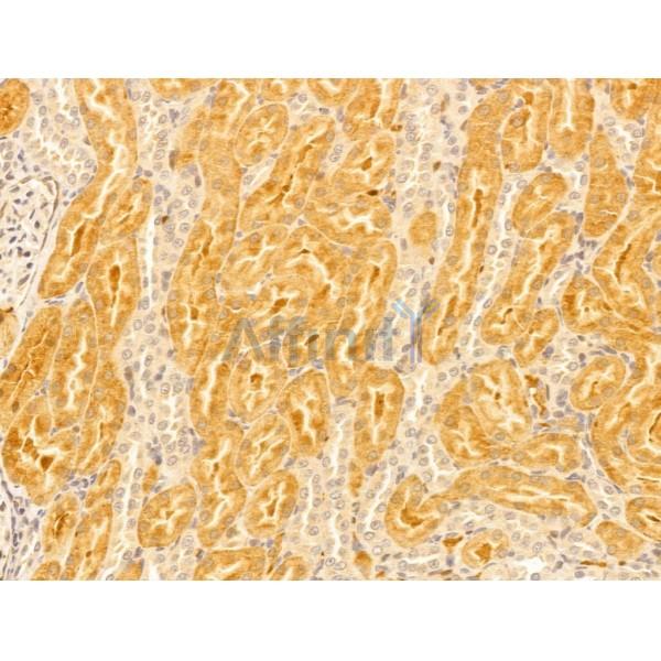 FTCD Antibody - DF13022 at 1/100 staining Rat kidney tissue by IHC-P.