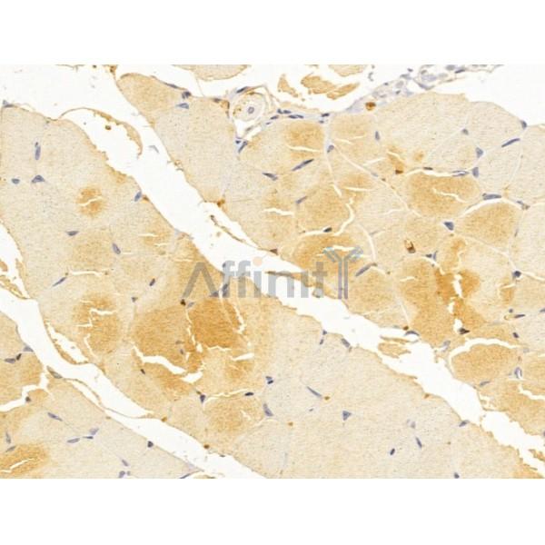 Fukutin Antibody - DF13024 at 1/100 staining Mouse muscle tissue by IHC-P.