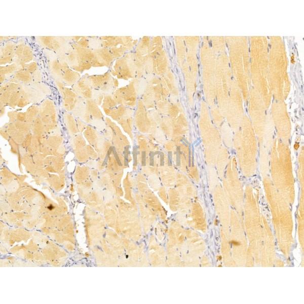 Fukutin Antibody - DF13024 at 1/100 staining Rat skin tissue by IHC-P.