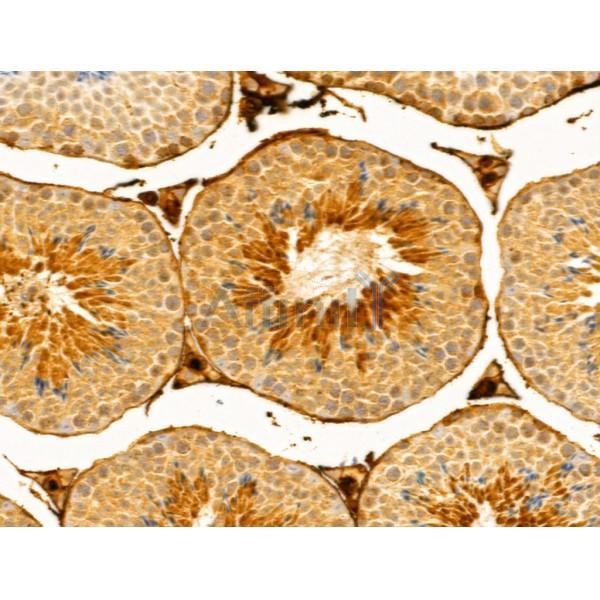 FUT6 Antibody - DF13025 at 1/100 staining Mouse testis tissue by IHC-P.