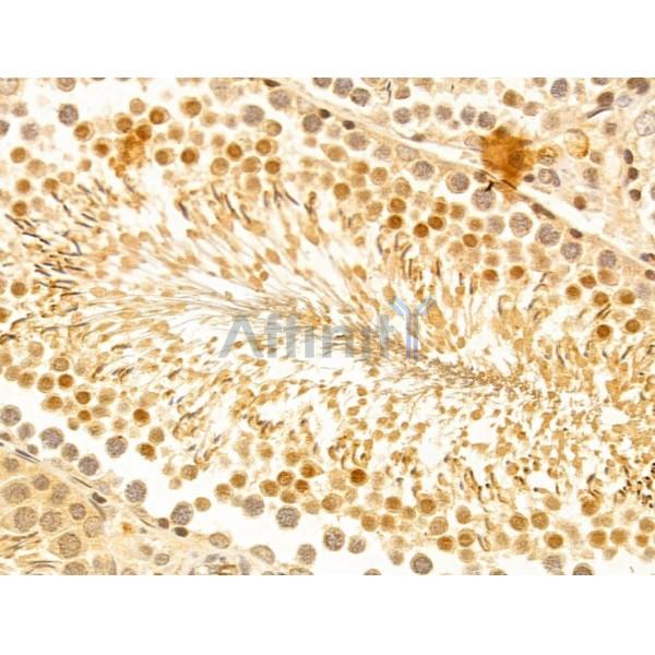 FZR1 Antibody - DF13027 at 1/100 staining Rat testis tissue by IHC-P.