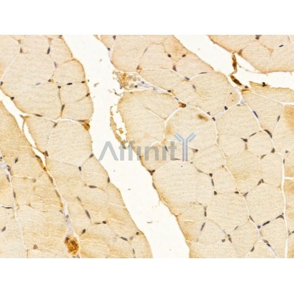 FZR1 Antibody - DF13027 at 1/100 staining Mouse muscle tissue by IHC-P.