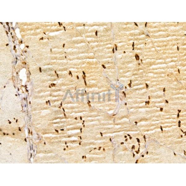 GINS3 Antibody - DF13039 at 1/100 staining Rat skin tissue by IHC-P.