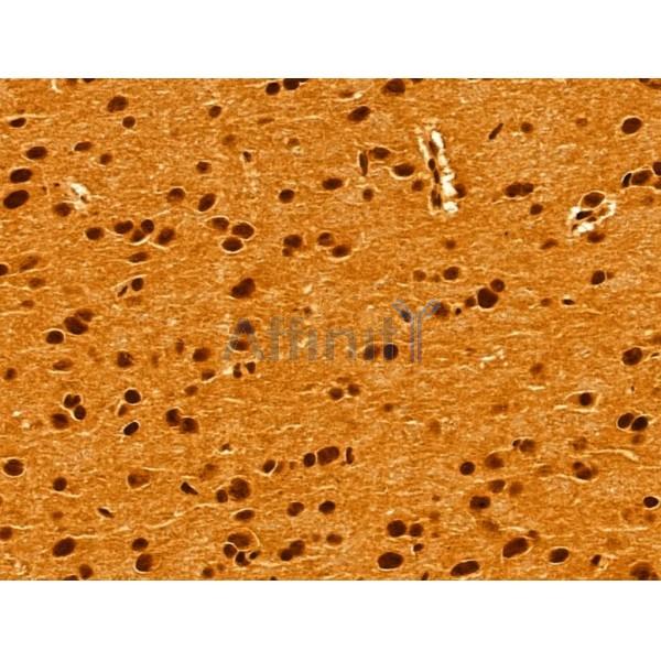 GINS3 Antibody - DF13039 at 1/100 staining Rat brain tissue by IHC-P.