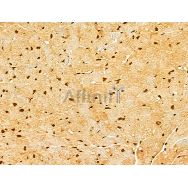 GINS3 Antibody - DF13039 at 1/100 staining Mouse heart tissue by IHC-P.