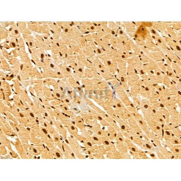GINS3 Antibody - DF13039 at 1/100 staining Rat heart tissue by IHC-P.